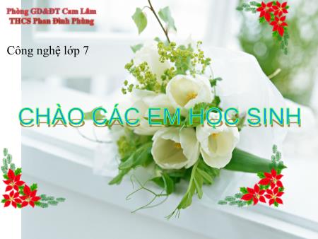 Bài giảng Công nghệ 7 - Bài: Trồng và chăm sóc rừng sau khi trồng - Trường THCS Phan Đình Phùng