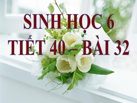 Bài giảng Sinh học 6 - Tiết 40, Bài 32: Các loại quả