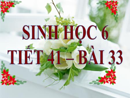 Bài giảng Sinh học 6 - Tiết 41, Bài 33: Hạt và các bộ phận của hạt