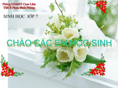 Bài giảng Sinh học 7 - Chủ đề: Đa dạng của lớp thú - Trường THCS Phan Đình Phùng