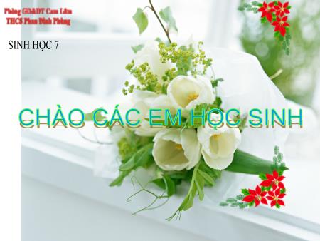 Bài giảng Sinh học 7 - Tiết 52: Đa dạng của lớp thú (Tiếp theo). Các bộ móng guốc và bộ linh trưởng - Trường THCS Phan Đình Phùng