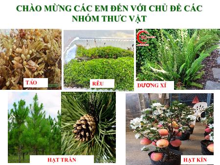 Bài giảng Sinh học 6 - Bài 37 đến 39