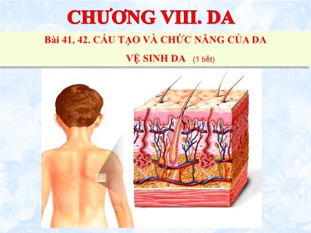 Bài giảng Sinh học 8 - Tiết 45, Bài 41: Cấu tạo và chức năng của da