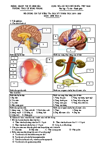 Đề cương ôn tập kiểm tra học kỳ II môn Sinh học 8 - Năm học 2019-2020 - Trường THCS Lê Hồng Phong
